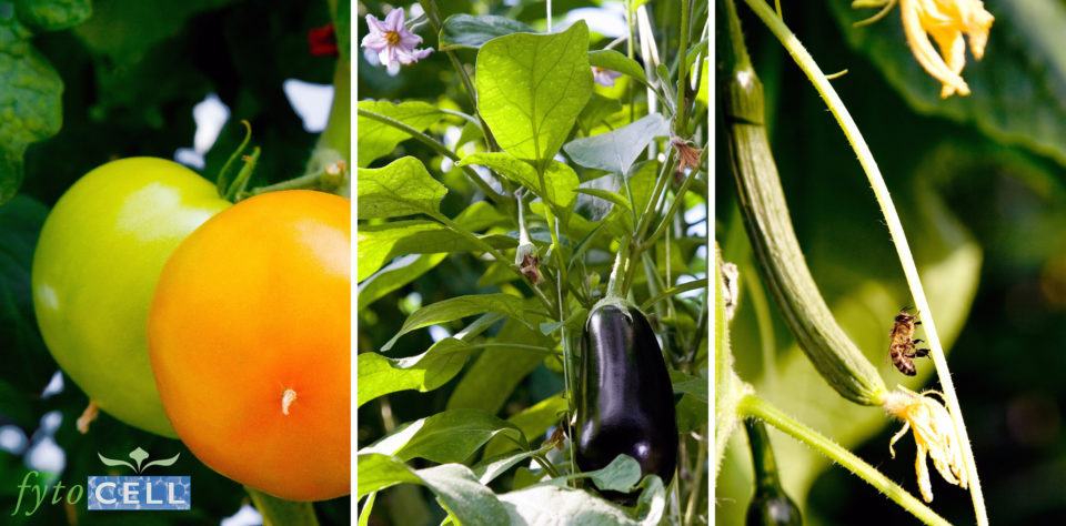 drieluik_metlogo2-klein Tomato aubergine and cucumber growing on fytocell